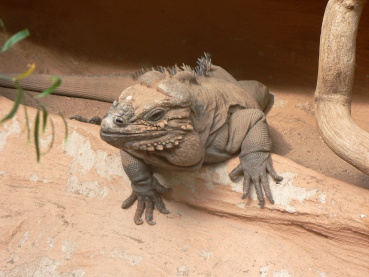 Nashornleguan Image