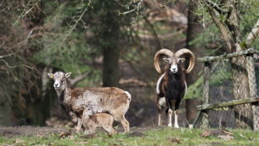 Mufflon-Lamm mit Eltern Image