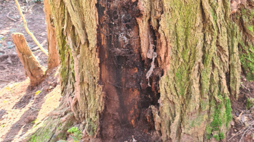 Beschädigter Baum an der Robert-Koch-Straße in St. Arnual Image
