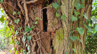 Beschädigter Baum an der Robert-Koch-Straße in St. Arnual Image
