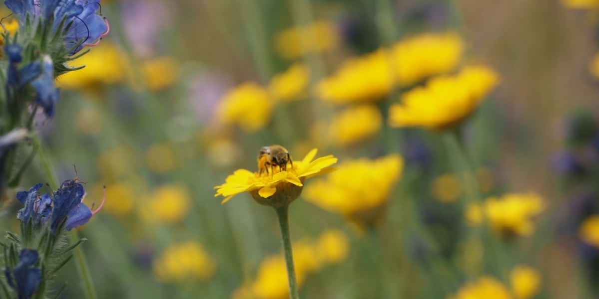 Biene sitzt auf gelber Blume in einem Feld mit gelben und blauen Blumen