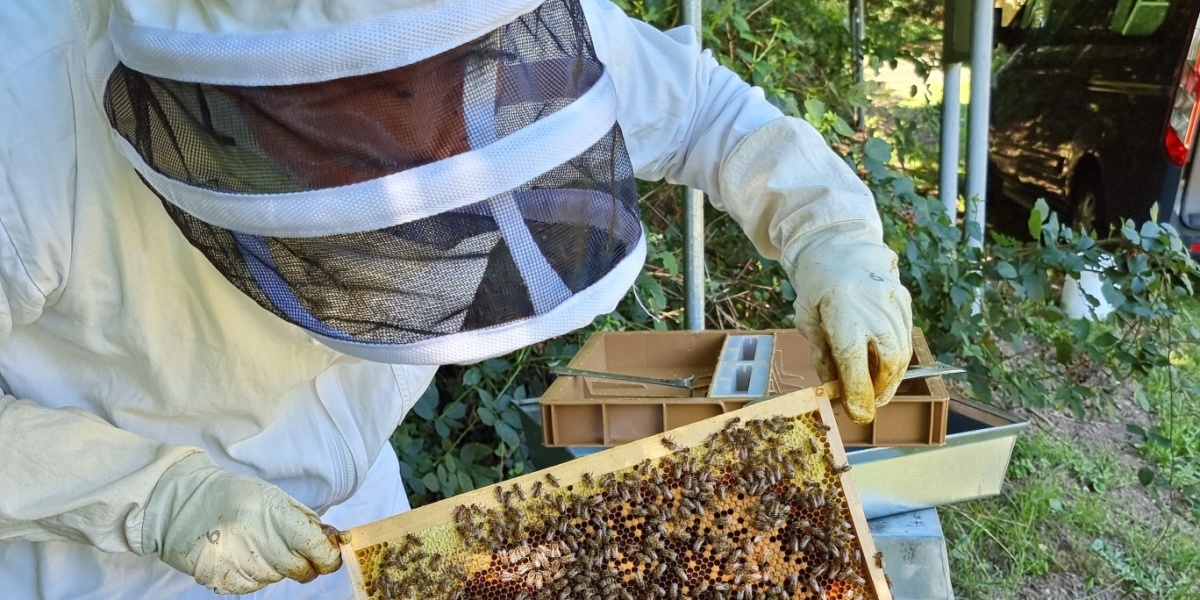 Imker in Schutzkleidung hält Wabe in der Hand
