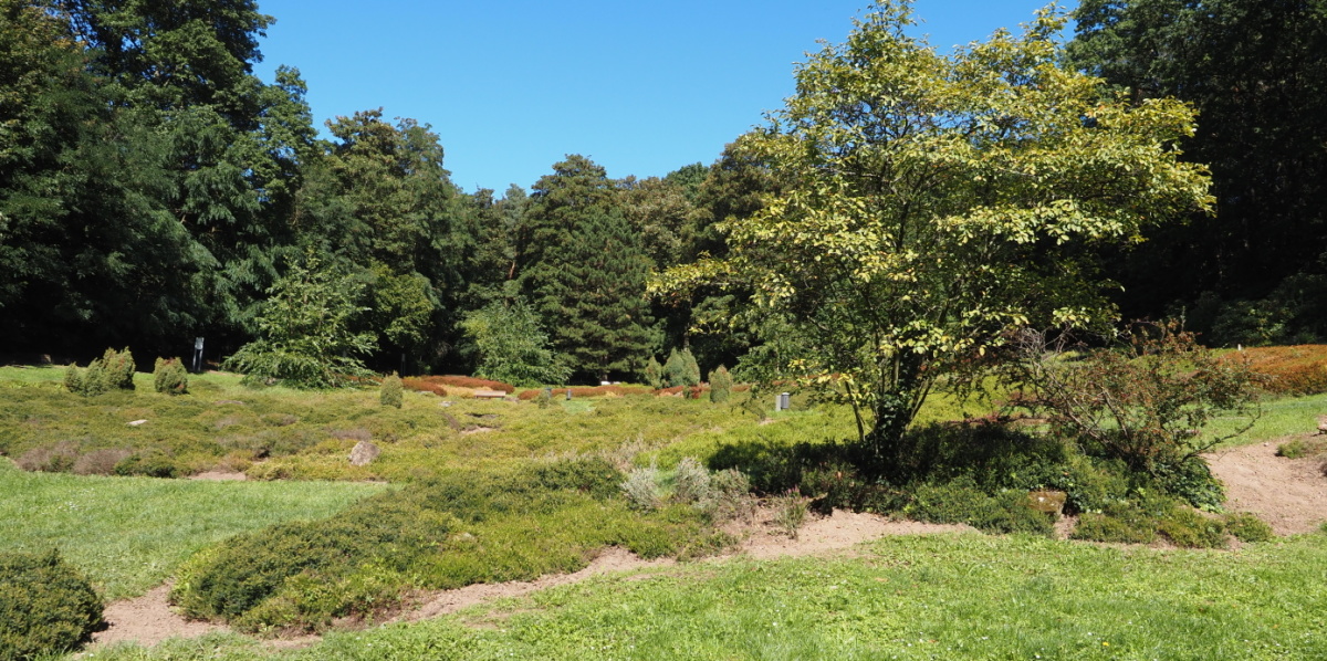 Grüne Wiese mit Baum im Sommer