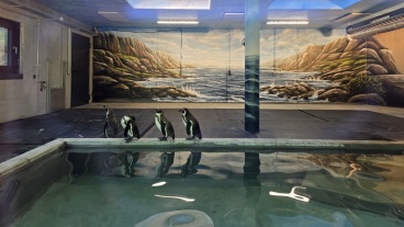 Winterquartier Zoo Pinguinhaus (Quelle: Landeshauptstadt Saarbrücken) Image